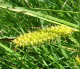 Carex rhynchophysa