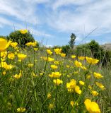 Ranunculus meyerianus