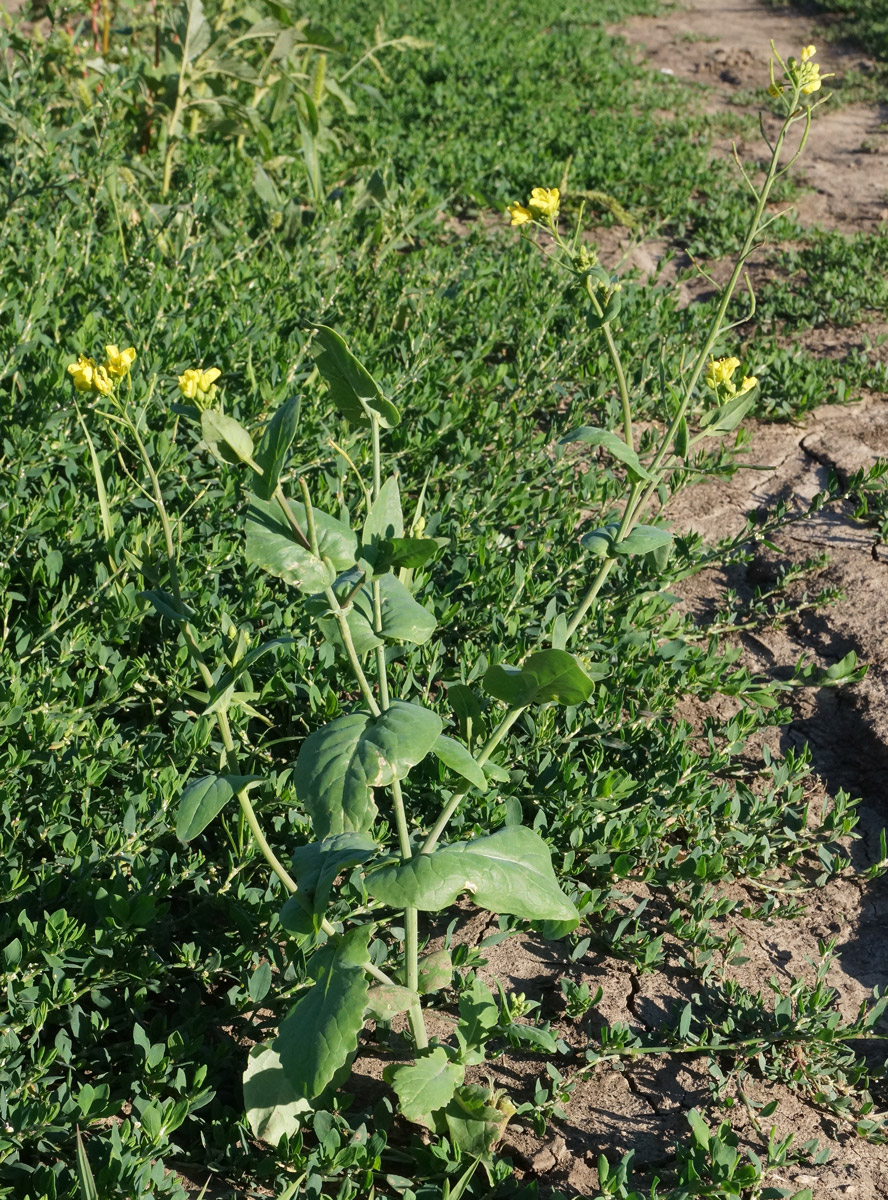 Изображение особи Brassica campestris.