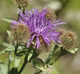 Centaurea stenolepis