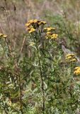 Tanacetum vulgare