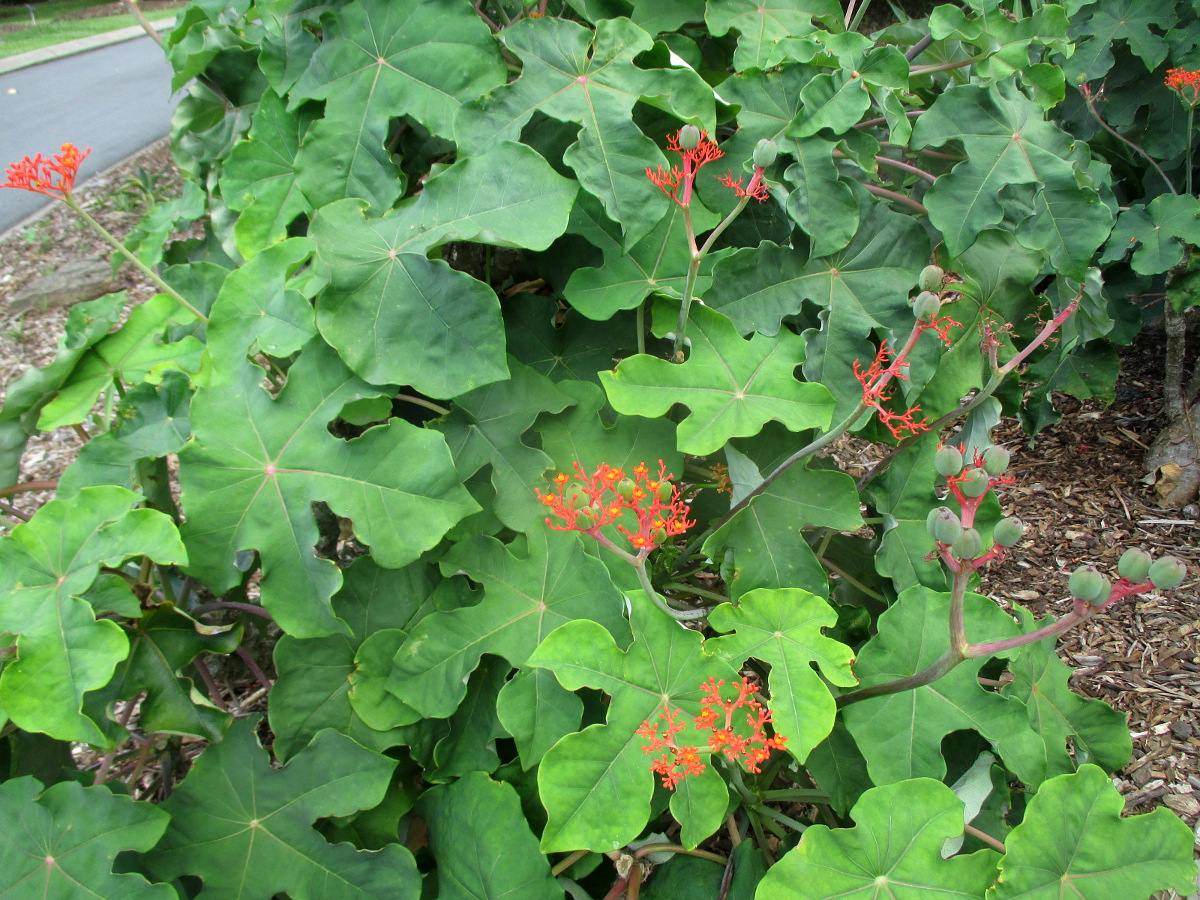 Изображение особи Jatropha podagrica.