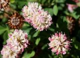 Trifolium hybridum