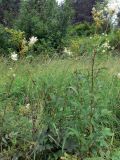 Filipendula ulmaria. Цветущие и плодоносящие растения. Североуральский городской округ, окр. пос. Крутой Лог, бывшая дер. Высотинка, берег р. Вагран, разнотравная поляна. 29.07.2017.