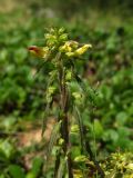 Pedicularis labradorica