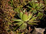 род Sempervivum