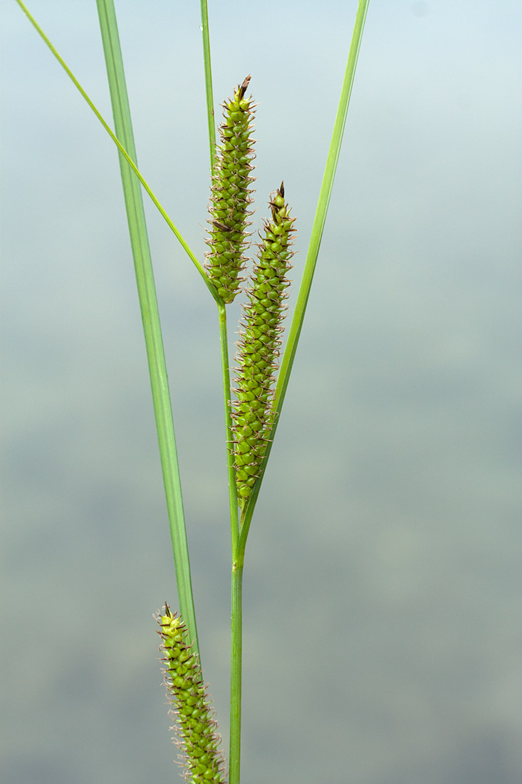 Image of Carex rostrata specimen.