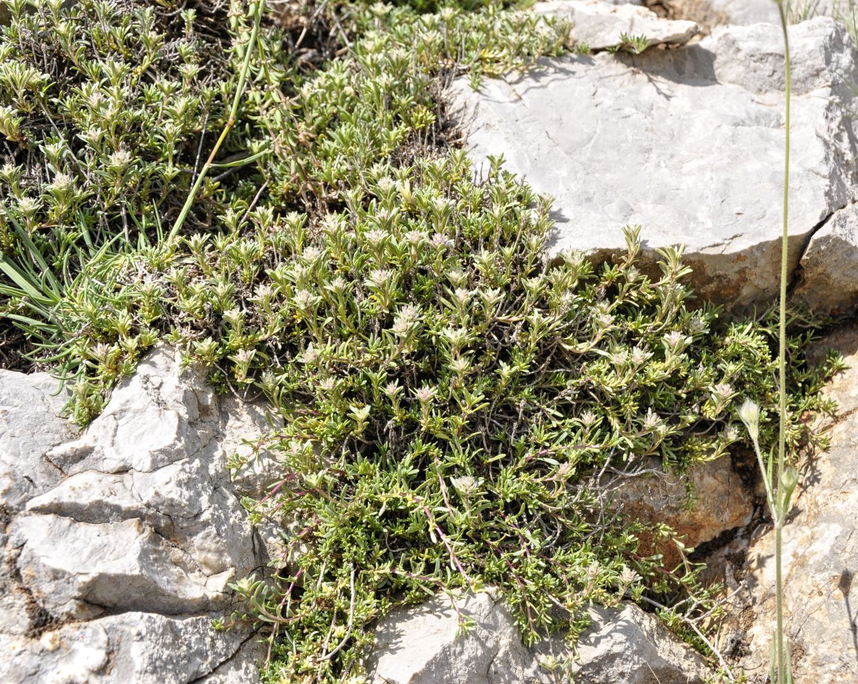 Изображение особи Thymus atticus.