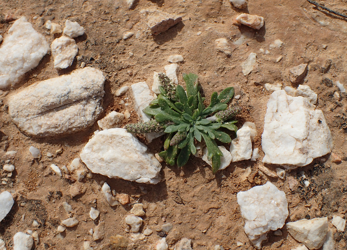 Изображение особи Plantago weldenii.