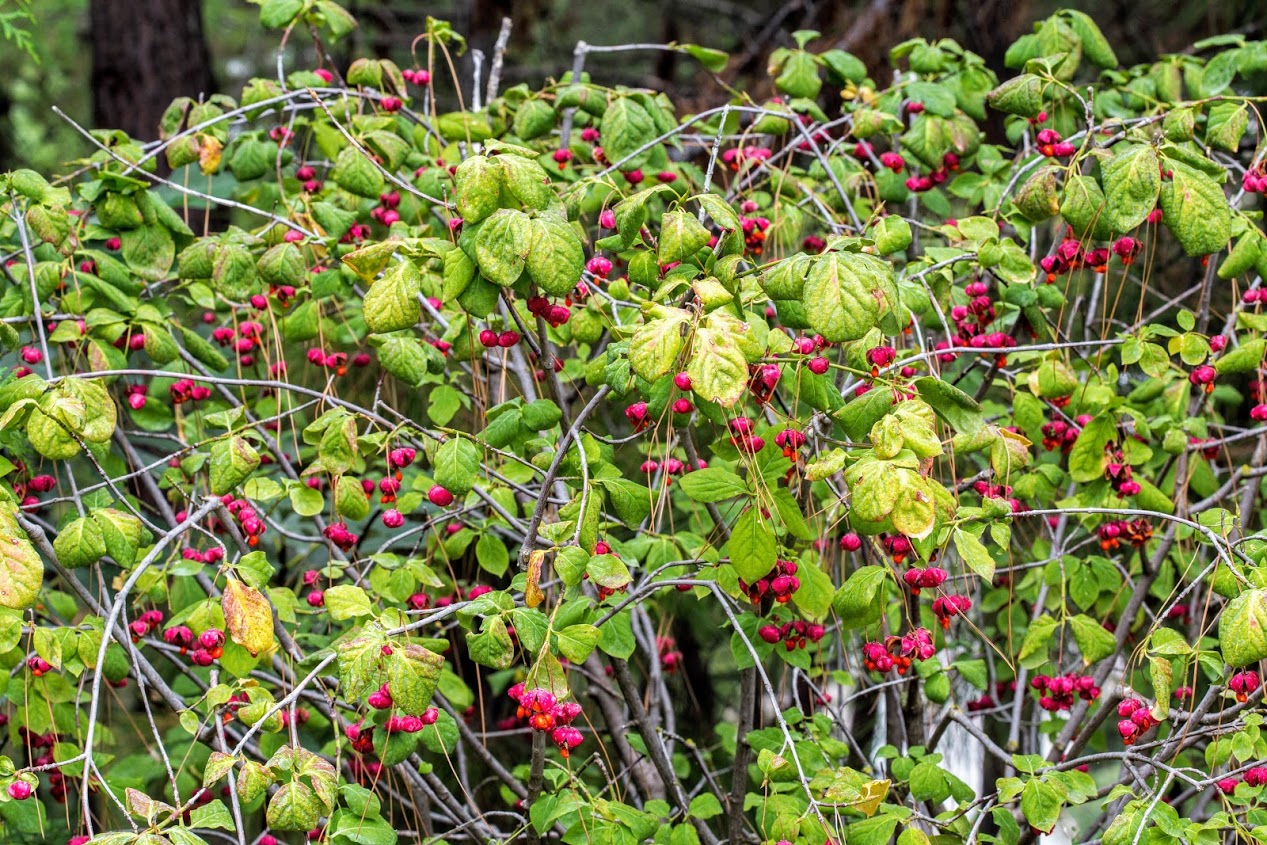 Изображение особи род Euonymus.