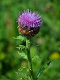 Stemmacantha carthamoides. Верхушка побега с соцветием. Красноярский край, Ермаковский р-н, природный парк \"Ергаки\", берег оз. Светлое, ≈ 1500 м н.у.м., субальпийский луг. 14.07.2018.