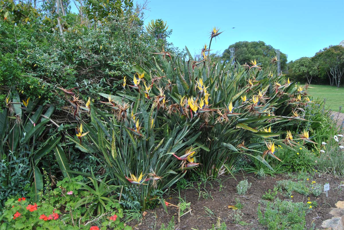 Изображение особи Strelitzia reginae.