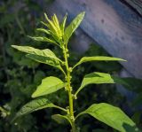 Lipandra polysperma