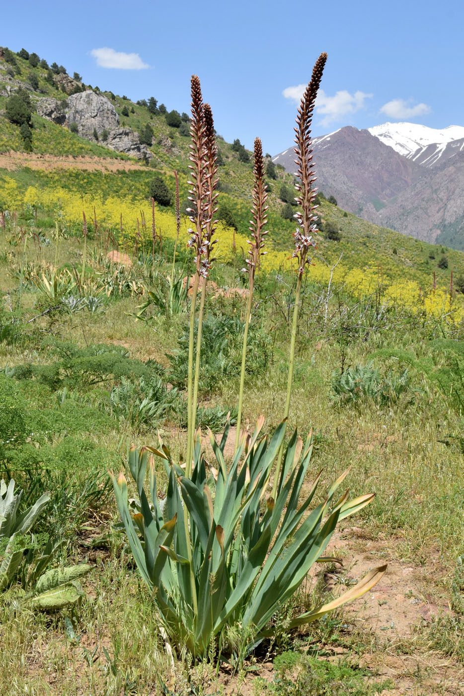 Изображение особи Eremurus regelii.