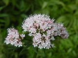 Valeriana sambucifolia. Соцветие. Украина, Закарпатская обл., Тячевский р-н, с. Усть-Черная, поляна на горе Стоги. 21.06.2010.