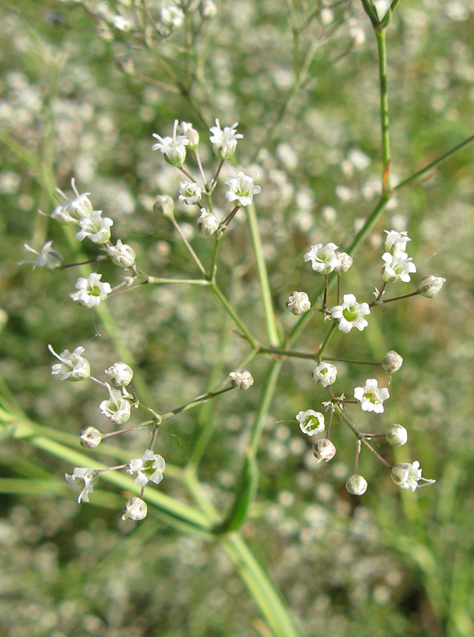 Изображение особи Gypsophila paniculata.