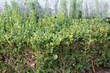 Buxus sempervirens