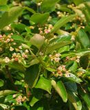 Cotoneaster lucidus