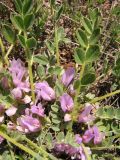 Astragalus wilmottianus