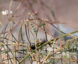 Coronilla viminalis