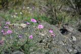 Scabiosa owerinii