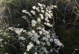 Symphyotrichum pilosum