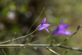 Campanula rapunculus