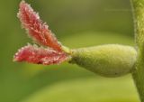 Juglans mandshurica