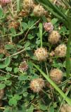 Trifolium fragiferum