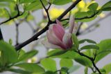 Magnolia liliiflora. Побег с цветком. Китай, провинции Юньнань, р-н Сишуанбаньна, национальный парк \"Xishuangbanna Wild Elephant Valley\" (\"Долина диких слонов\"). 28.02.2017.