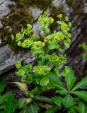 Euphorbia amygdaloides