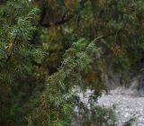 Juniperus oblonga. Ветвь. Чечня, Шаройский р-н, бассейн р. Цесиахк, долина левого притока, берег. 10 августа 2023 г.