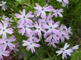 Phlox subulata