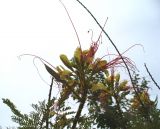 Caesalpinia gilliesii. Соцветия с завязавшимися плодами. Турецкая Республика, Иераполь-Памуккале (Türkiye Cumhuriyeti, Hierapolis-Pamukkale); в озеленении. 10.06.2009.