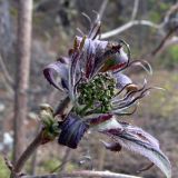 Sambucus sibirica