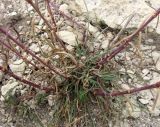 Gypsophila pallasii