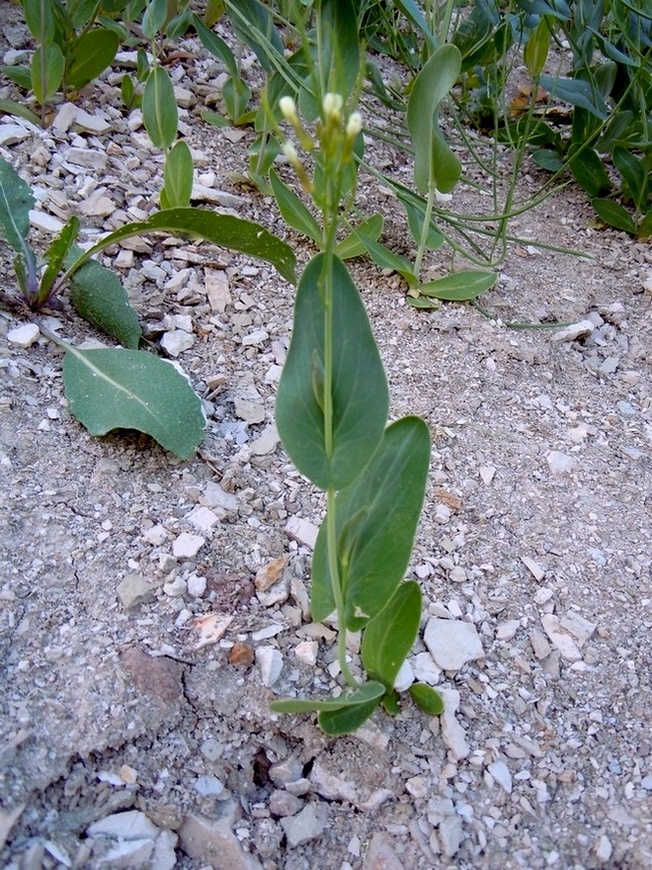 Image of Conringia orientalis specimen.