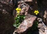 Viola caucasica