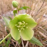 Helleborus viridis