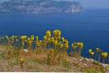 Asphodeline lutea. Цветущие растения. Крым, Караньское плато, вид на мыс Айя. 3 мая 2012 г.