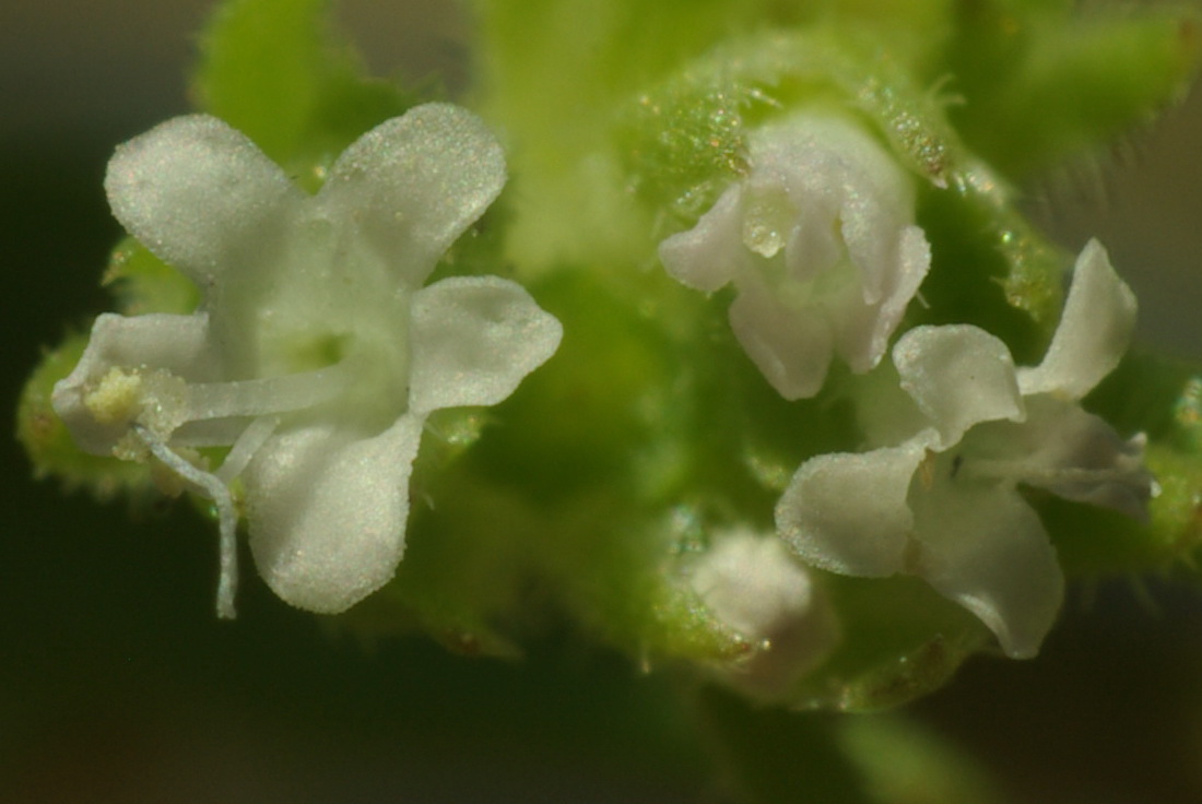 Изображение особи Valerianella brachystephana.