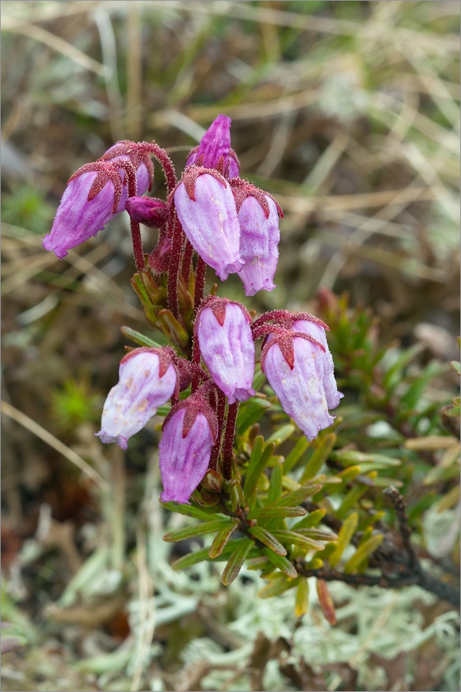 Изображение особи Phyllodoce caerulea.