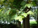 Platanus × acerifolia