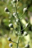 Camelina sylvestris