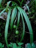 Galanthus caspius