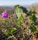 Geranium sanguineum. Цветущее растение. Краснодарский край, Новороссийский р-н, гора Рябкова. 09.11.2013.