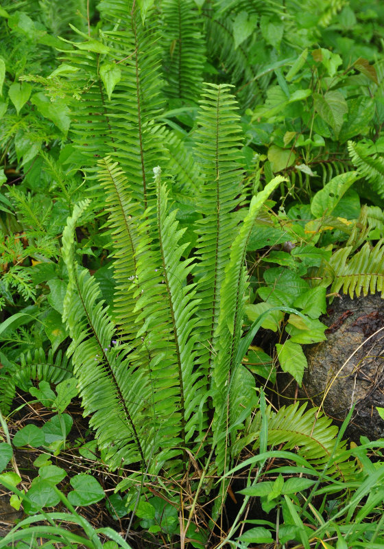 Изображение особи Nephrolepis biserrata.