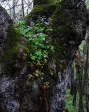 Lamium maculatum. Цветущее растение на древесном стволе. Крым, окр. села Лучистое. 02.05.2009.