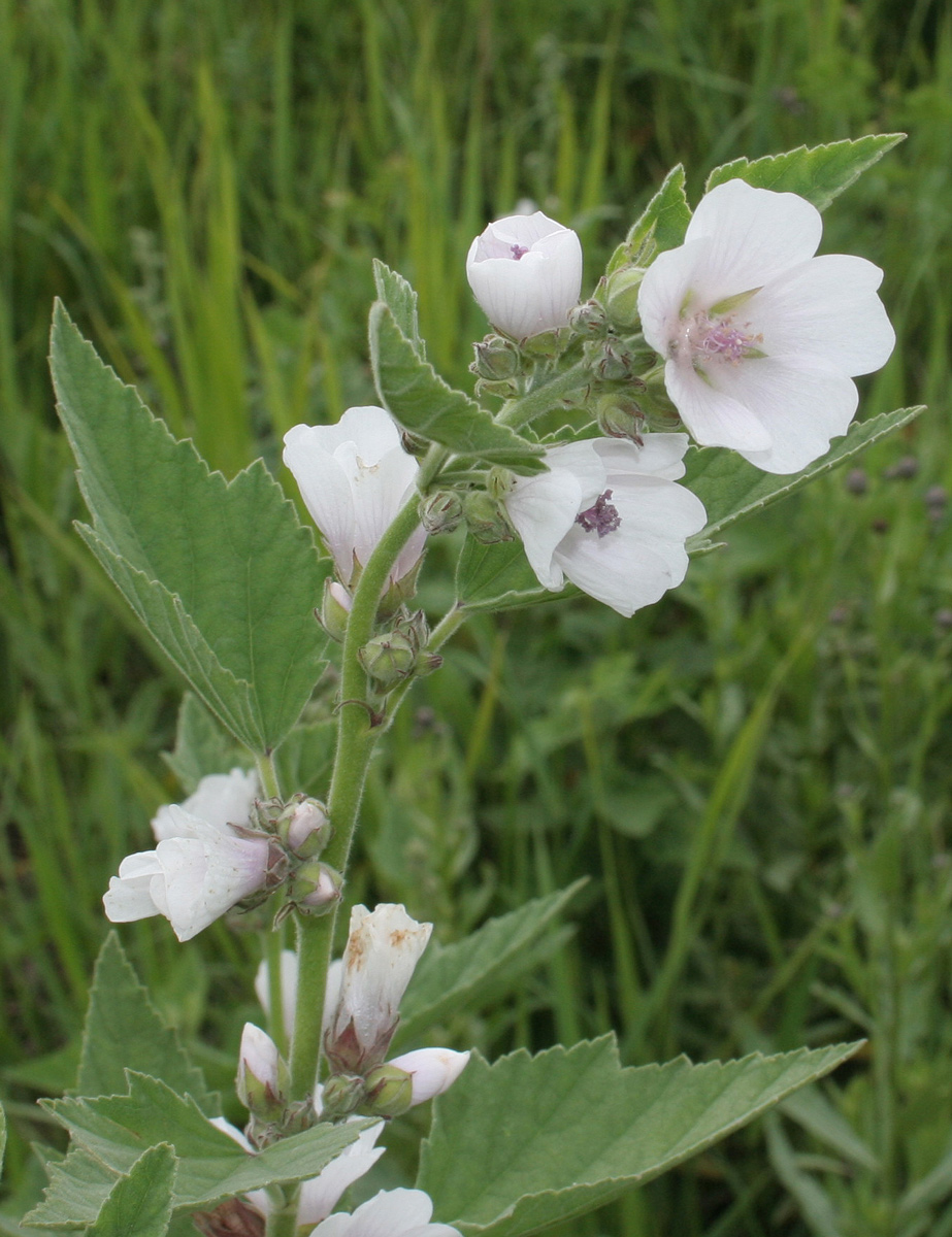 Изображение особи Althaea officinalis.