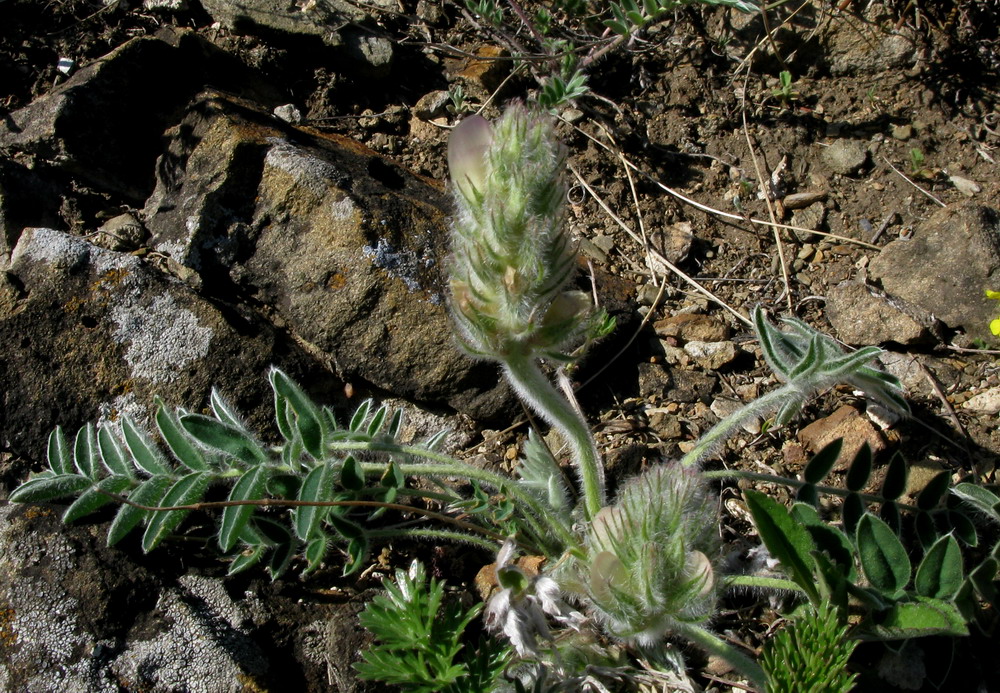 Image of Hedysarum turczaninovii specimen.